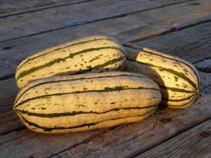 delicata-squash__86916.1332542422.1280.1280